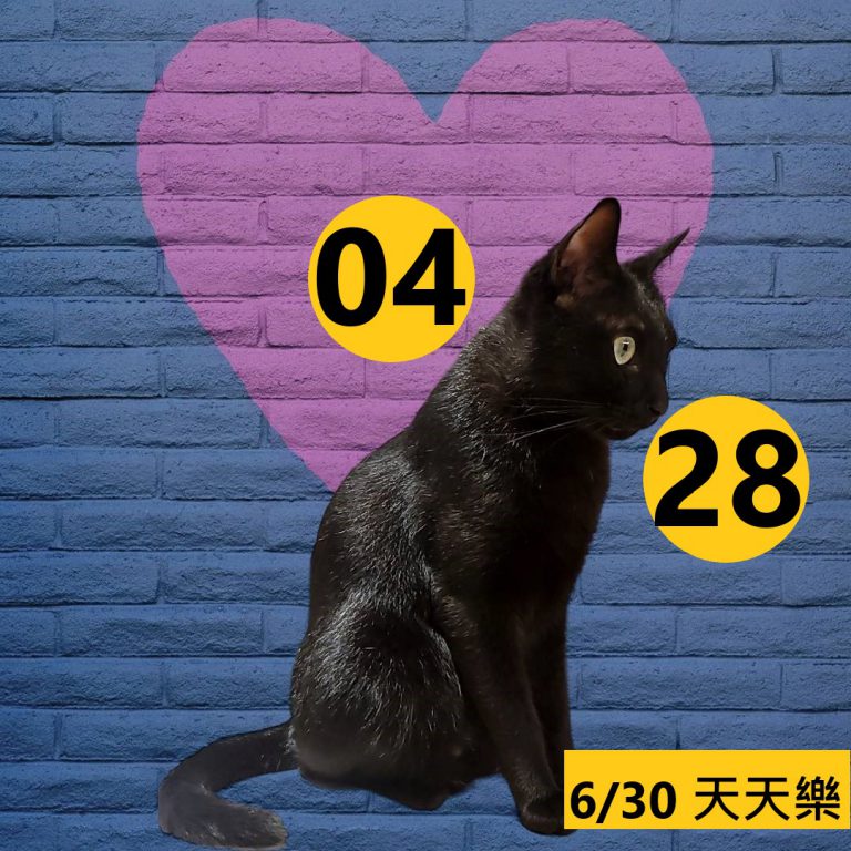 24242-19