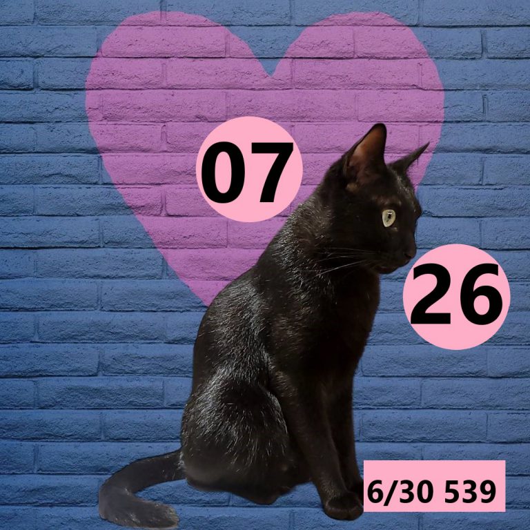 254245-21