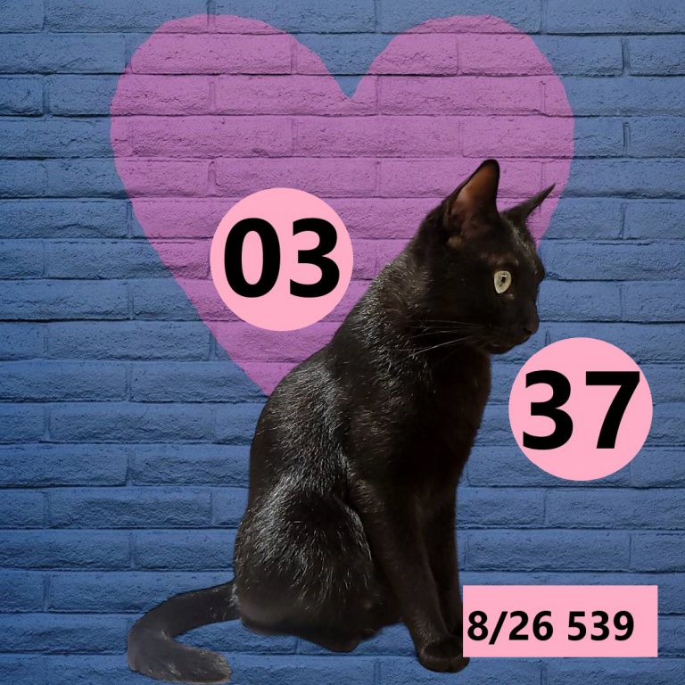 2453432-21