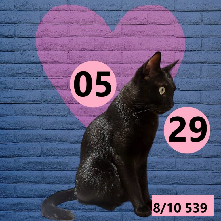 2453432-7